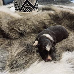 Australian Shepherd and Miniature Australian Shepherd Puppies from Kersey/Lopez Farms