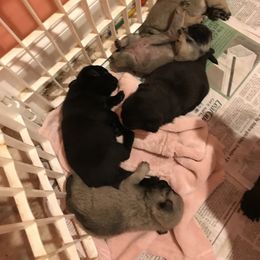 Pug Puppies from Hopestars Pugs