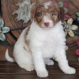 Red Merle Parti - Red merle female Aussiedoodle puppy in Lawton, Oklahoma from Lindsey’s Aussies