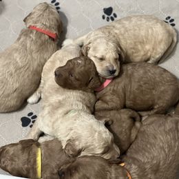 Goldendoodle Puppies from MillyDoodles