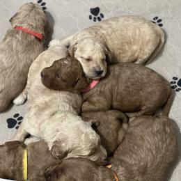 Goldendoodle Puppies from MillyDoodles