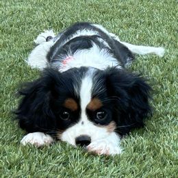 Cavalier King Charles Spaniel and Cavapoo Puppies from Catella Cavaliers and Cavapoos