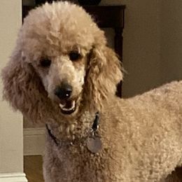 Poodles from Bellewynd Standard  Poodles