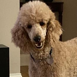 Poodles from Bellewynd Standard  Poodles