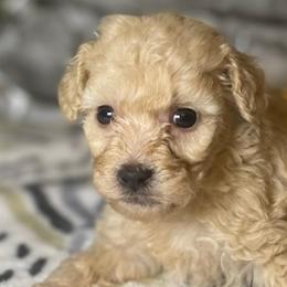 Vixen - Apricot Poodle puppy in Copperas Cove, Texas from Grapeshot Poodles & Doodles LLC