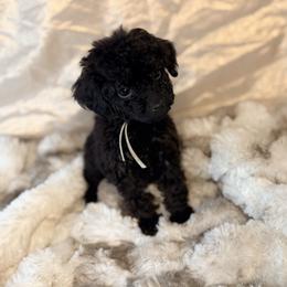 Truffle - Black male Poodle puppy in Allentown, Pennsylvania from Poodles Are Mixy