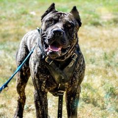 Lodi - Perro de Presa Canario