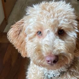 Australian Labradoodles from Ktdoodles