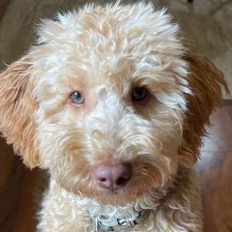 Australian Labradoodles from Ktdoodles