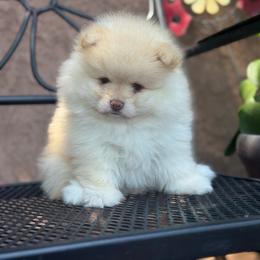 Teddy - Cream male Pomeranian puppy in Stockton, California from lunas_poms