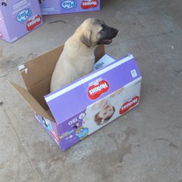 Anatolian Shepherd Dog Puppies from Thakeb Anatolian Shepherd