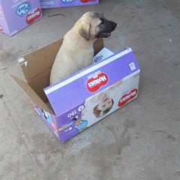 Anatolian Shepherd Dog Puppies from Thakeb Anatolian Shepherd