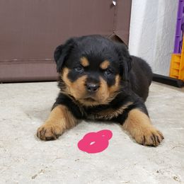  Puppies from SPOON RIVER ROTTWEILERS