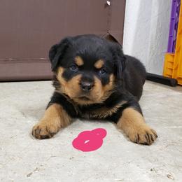  Puppies from SPOON RIVER ROTTWEILERS