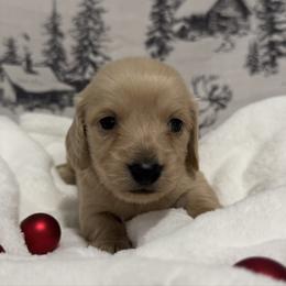 Tigger - Cream male Dachshund puppy in Dothan, Alabama from Little House Pups