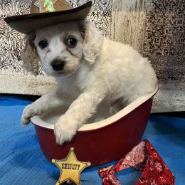 Cockapoo Puppies from Country J Canines