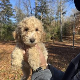Koda - Cream male Poodle puppy in Osyka, Mississippi from Southern Sunshine Standards