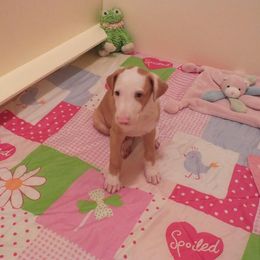 Ibizan Hound Puppies from Someday Ibizans