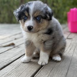 Clubs - Blue merle male Australian Shepherd puppy in Warsaw, Missouri from Siercks Ranch Aussies