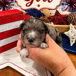Elsa - Blue merle female Aussiedoodle puppy in Abbeville, South Carolina from Double E Doodles