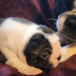 Daphne - Black and white female Boston Terrier puppy in Lexington, Indiana from NanzBostz