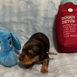 Dimples long hair dapple - Dapple male Dachshund puppy in Elizabethtown, Kentucky from Teeny Tiny Puppy Tails