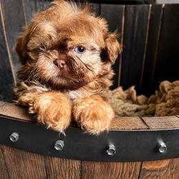 Mozart - Liver male Shih Tzu puppy in Kempner, Texas from Shih Tzu Reign