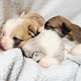 Girl 3 - Blue female Pembroke Welsh Corgi puppy in Kansas from Lindsey Martin