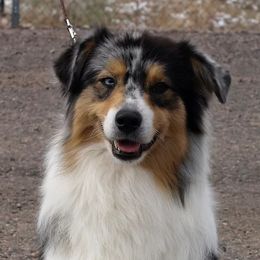 Australian Shepherds and Shetland Sheepdogs from Rod's Pups