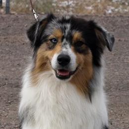 Australian Shepherds and Shetland Sheepdogs from Rod's Pups