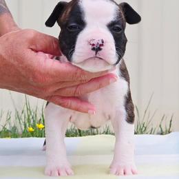 Riot - Red brindle female American Staffordshire Terrier puppy in Clintwood, Virginia from SkyBlue Kennel