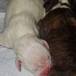 White - White female Boxer puppy in Gloucester, Virginia from Keen Boxers