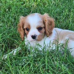 Cash - Blenheim male Cavalier King Charles Spaniel puppy in Binger, Oklahoma from King of the Hill Cavaliers