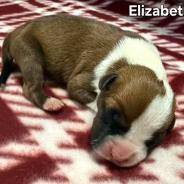 Elizabeth - Red female American Staffordshire Terrier puppy in Clintwood, Virginia from SkyBlue Kennel