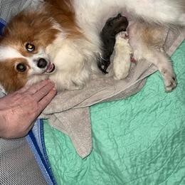 Cream male, well update photos every week with pictures of each of the puppies progressing. - Cream male Pomeranian puppy in Minooka, Illinois from Sheree’s Pomeranians