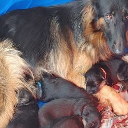 "K litter, spring 2022" German Shepherd Puppies from Schonwasser Shepherds