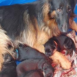 "K litter, spring 2022" German Shepherd Puppies from Schonwasser Shepherds