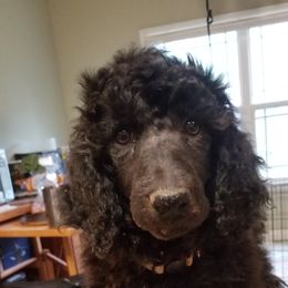 Girl 1 - Black Poodle puppy in Jay, Florida from Purpose Bred Poodles