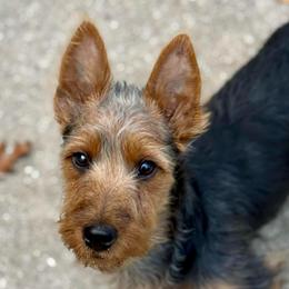 Boy 5 - Blue and tan male Australian Terrier puppy in Waupaca, Wisconsin from ZoeZoo Australian Terriers