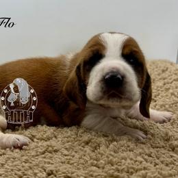 Flo - Mahogany and white female Basset Hound puppy in Dingess, West Virginia from Tuckers' Howling Hounds