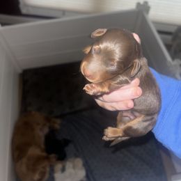 Dachshund Puppies from MJ's Mighty Minis