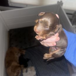 Dachshund Puppies from MJ's Mighty Minis