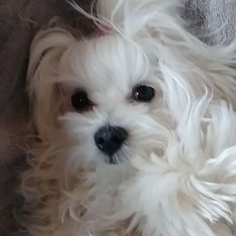 Maltese from Susan's Maltese