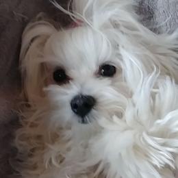Maltese from Susan's Maltese