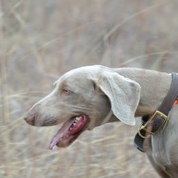 Weimaraner All Grown Up from Brooksburg Weimaraners