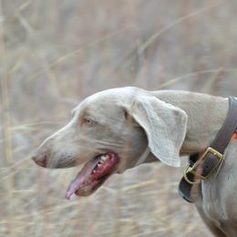 Weimaraner All Grown Up from Brooksburg Weimaraners