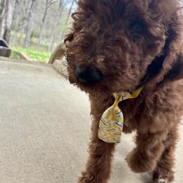 Yellow - Red  male Poodle puppy in Summit, Mississippi from poodles and doodles llc