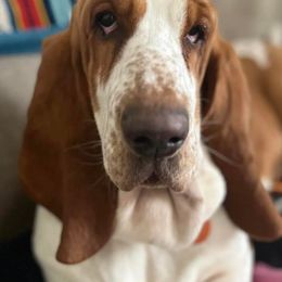 Penny - Basset Hound