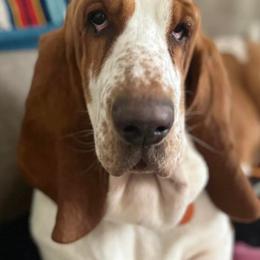 Penny - Basset Hound