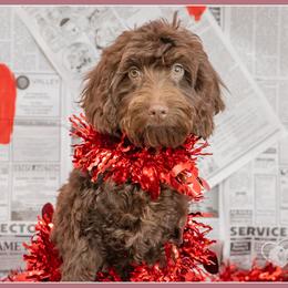 Ethan - Brown male Cockapoo puppy in Connersville, Indiana from Deaz Doodle Ranch